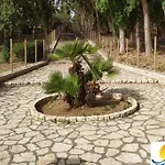 Musa *